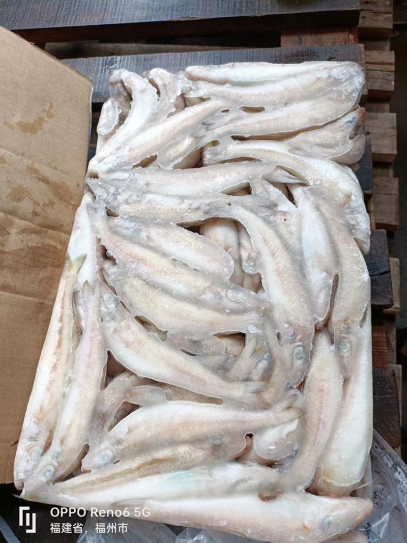 新鲜海捕速冻沙丁鱼沙丁鱼无鳞沙丁鱼鲜
