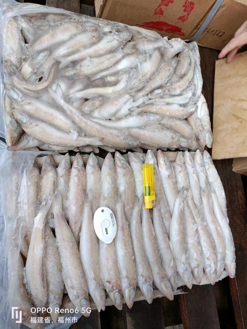 新鲜海捕速冻沙丁鱼沙丁鱼无鳞沙丁鱼鲜