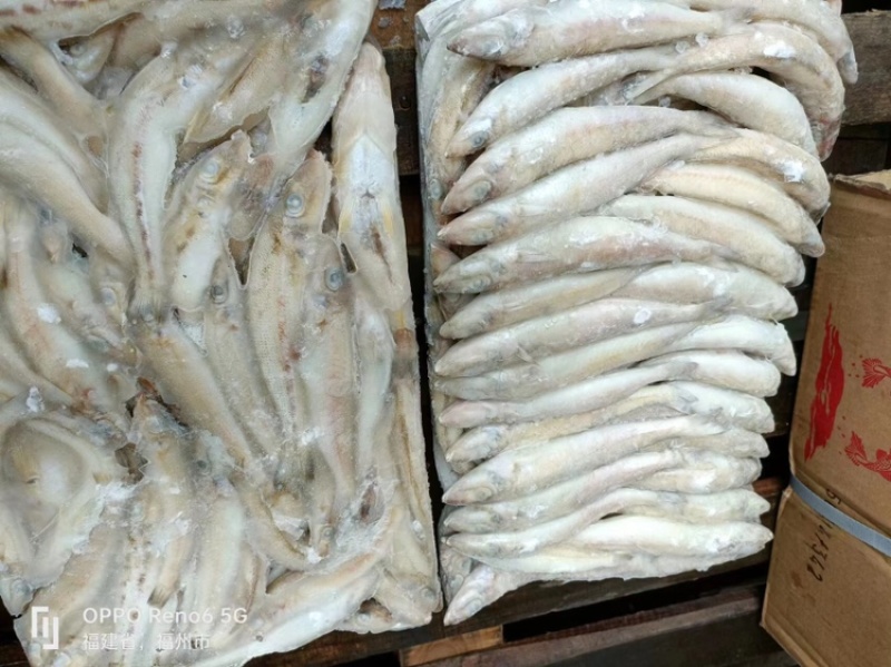 新鲜海捕速冻沙丁鱼沙丁鱼无鳞沙丁鱼鲜