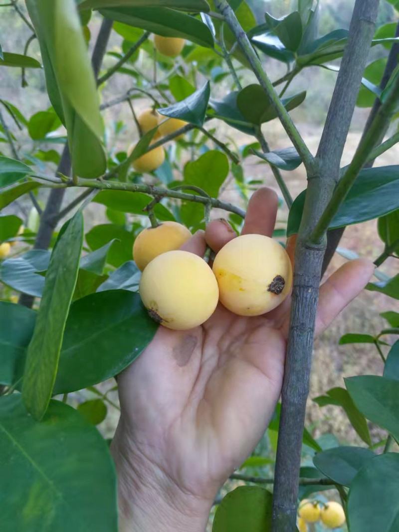 竹节果苗，木竹子苗酸桐子苗，蒜头果苗以及它们的果实