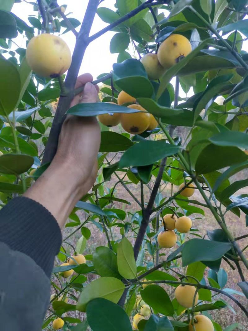 竹节果苗，木竹子苗酸桐子苗，蒜头果苗以及它们的果实