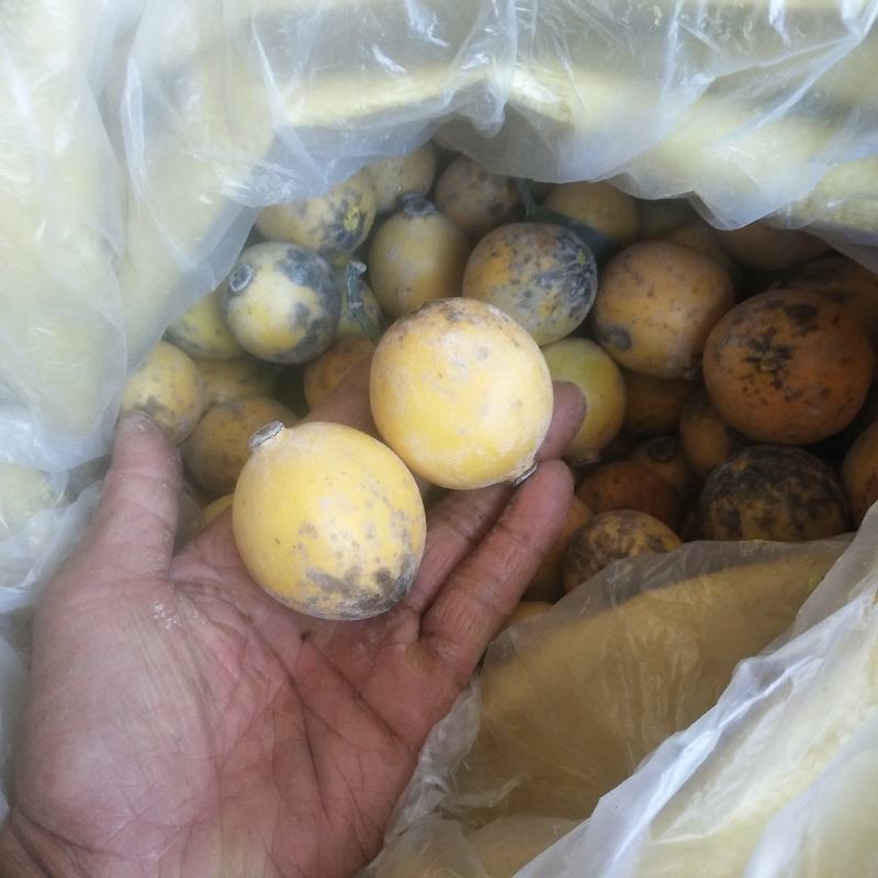 竹节果苗，木竹子苗酸桐子苗，蒜头果苗以及它们的果实