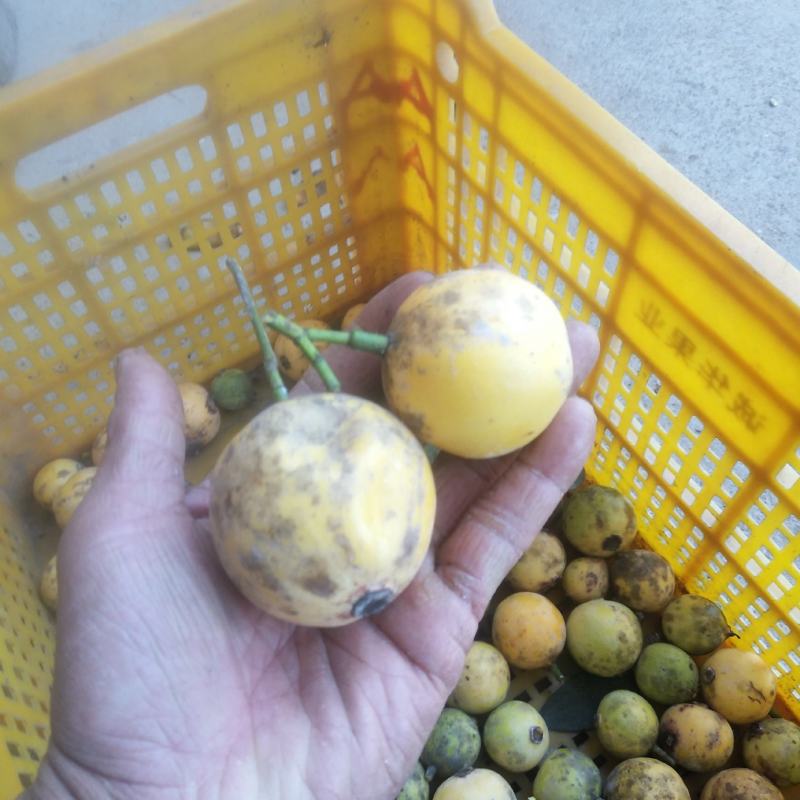 竹节果苗，木竹子苗酸桐子苗，蒜头果苗以及它们的果实