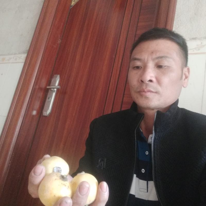 竹节果苗，木竹子苗酸桐子苗，蒜头果苗以及它们的果实