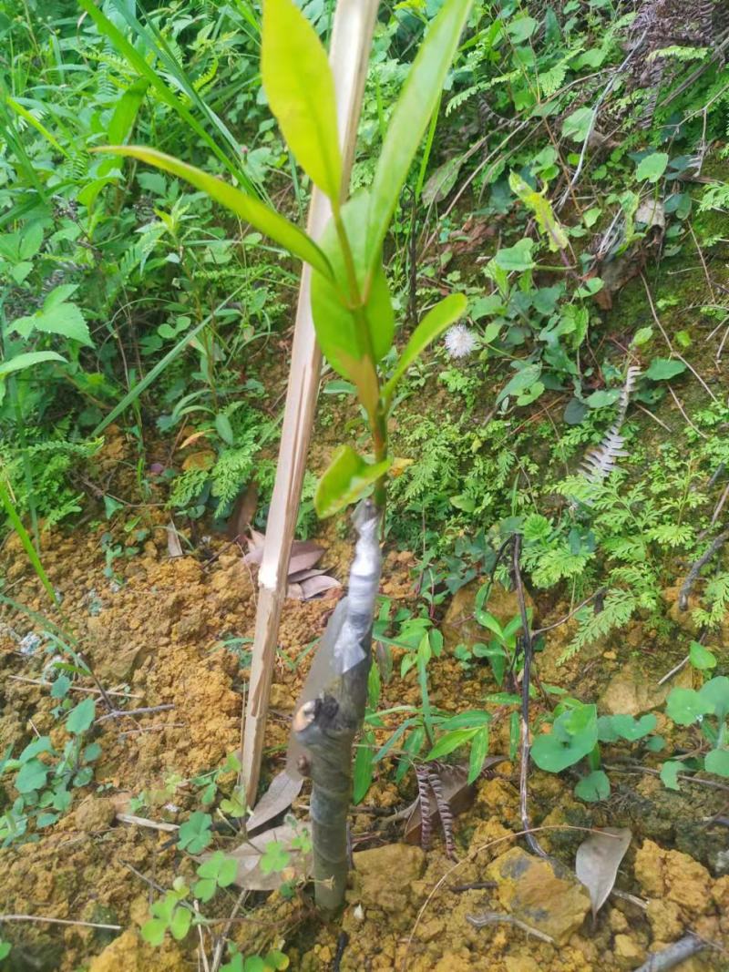 竹节果苗，木竹子苗酸桐子苗，蒜头果苗以及它们的果实