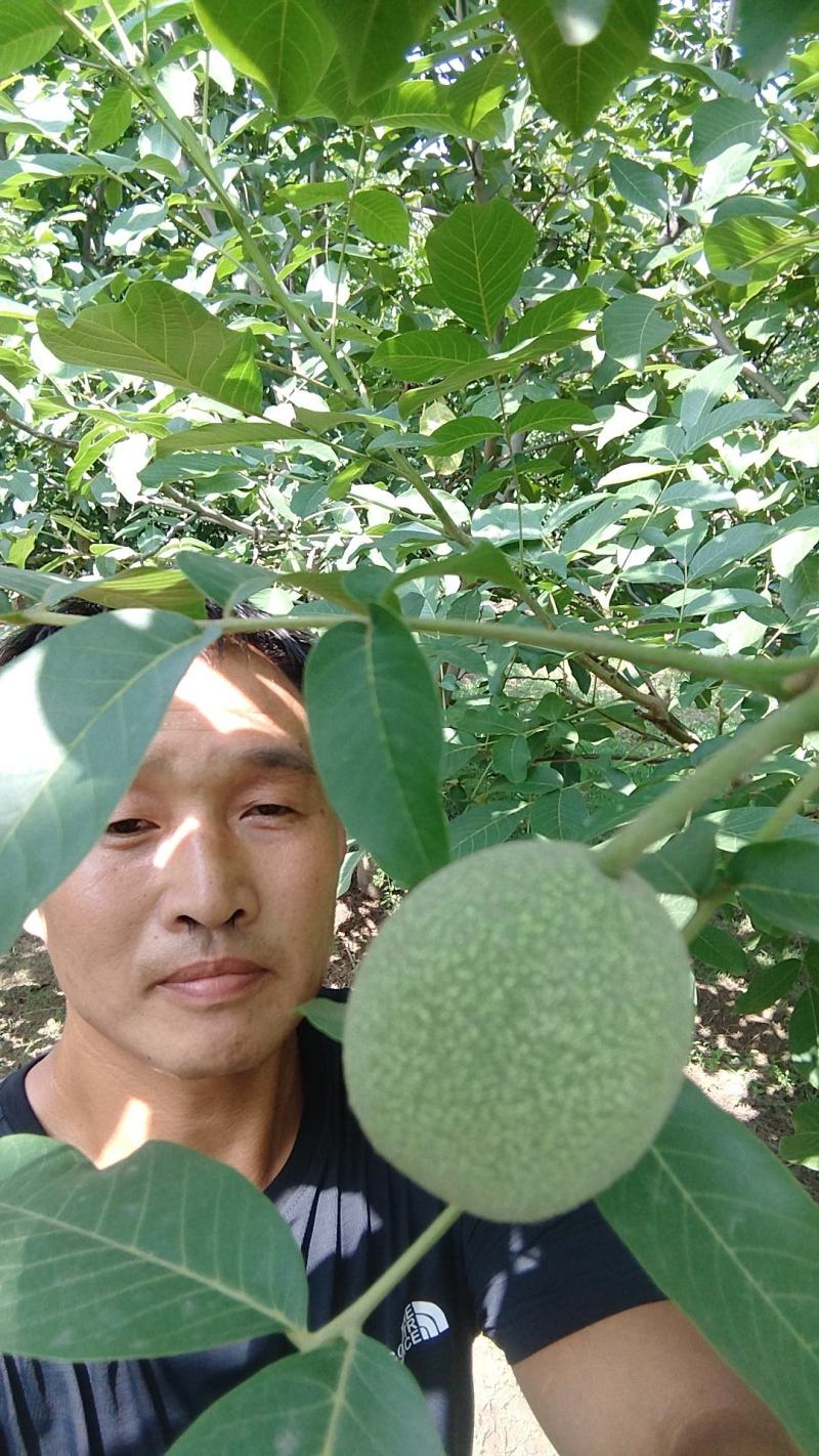 核桃，主营青皮，薄皮核桃，货源充足，欢迎新老客户