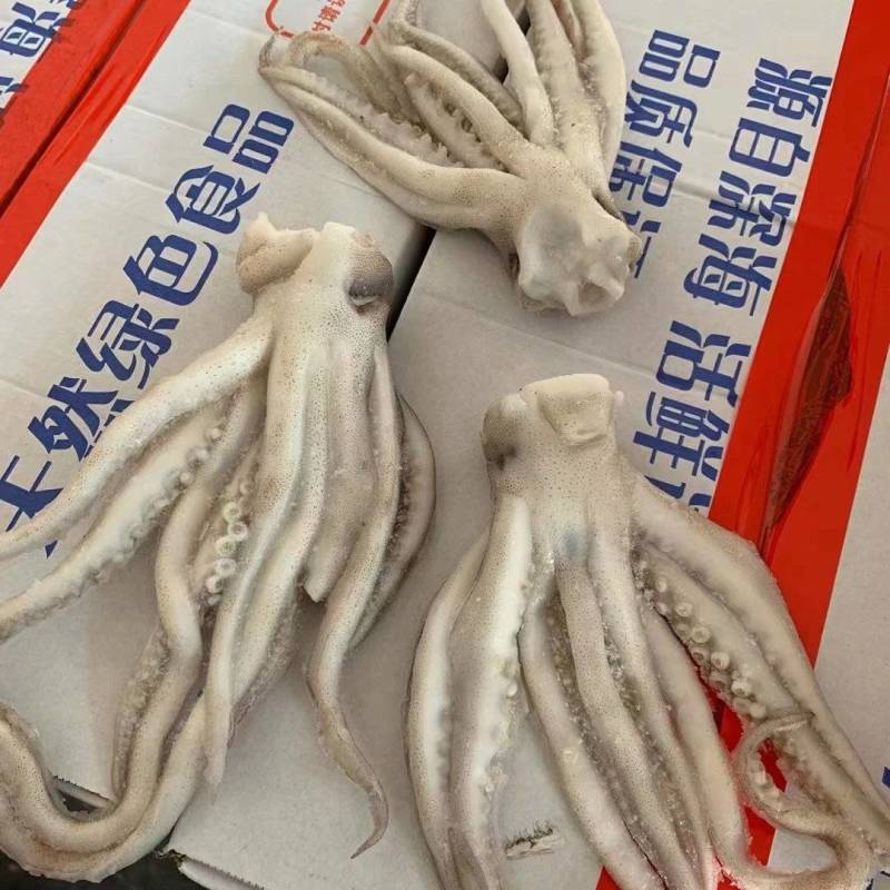 新鲜冷冻鱿鱼须鲜冻水产鱿鱼头鱿鱼须烧烤鱿鱼爪8斤