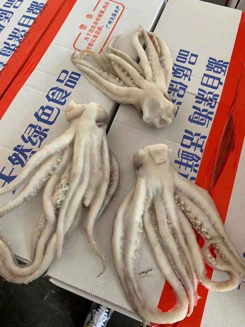 新鲜冷冻鱿鱼须鲜冻水产鱿鱼头鱿鱼须烧烤鱿鱼爪8斤