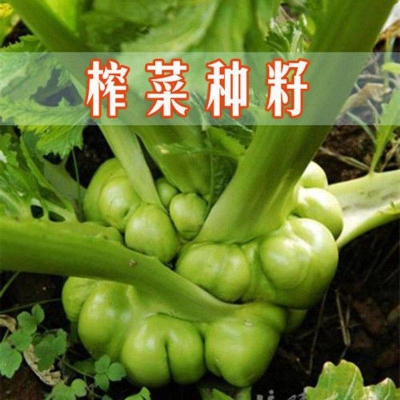 特大榨菜种子涪陵榨菜叶用茎用芥菜种子疙瘩菜耐寒耐抽薹蔬菜