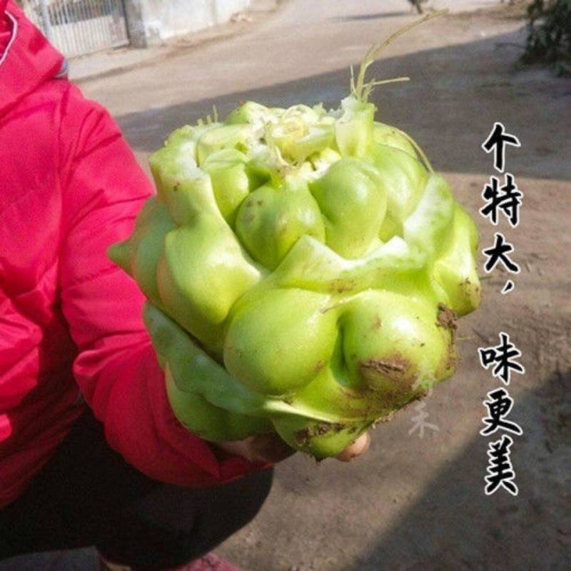 特大榨菜种子涪陵榨菜叶用茎用芥菜种子疙瘩菜耐寒耐抽薹蔬菜