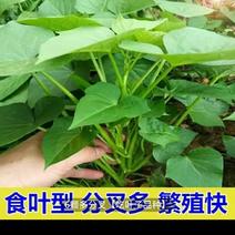 专吃叶子的红薯叶：台湾71红薯叶免剥皮