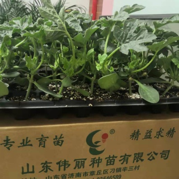 蓝仔超越梦想L6002K嫁接小型西瓜苗。