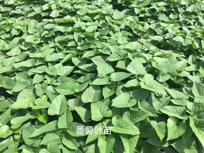 专吃叶子的红薯叶：台湾71红薯叶免剥皮