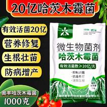 20亿哈茨木霉菌1000克生根抑制土传病害