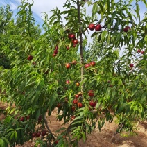 中油20油桃