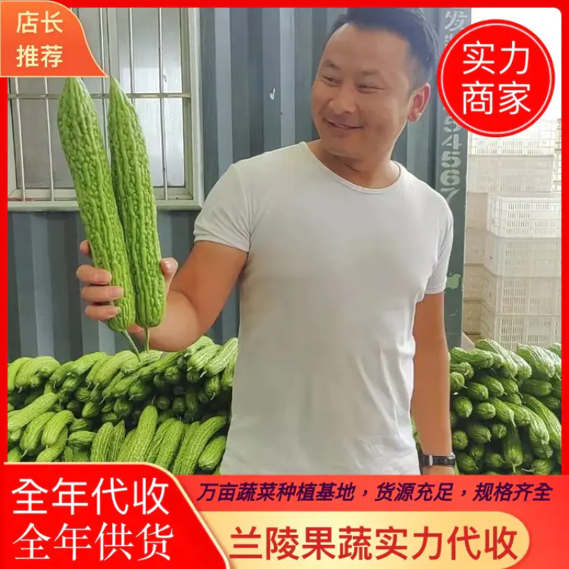 苦瓜大量上市供应产地直发一手货源批发量大优惠