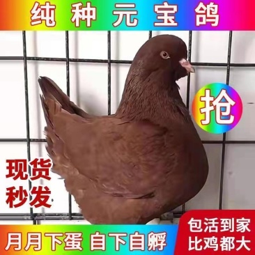 大体型的元宝鸽，尾翘，和鸡一样大的鸽子品种