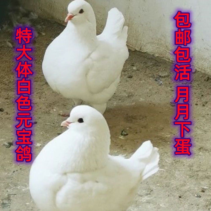 大体型的元宝鸽，尾翘，和鸡一样大的鸽子品种