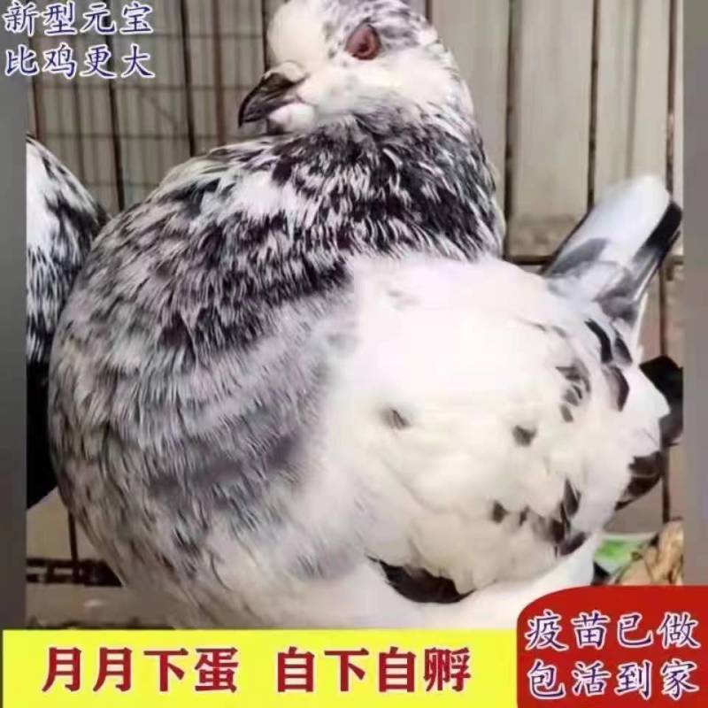 大体型的元宝鸽，尾翘，和鸡一样大的鸽子品种