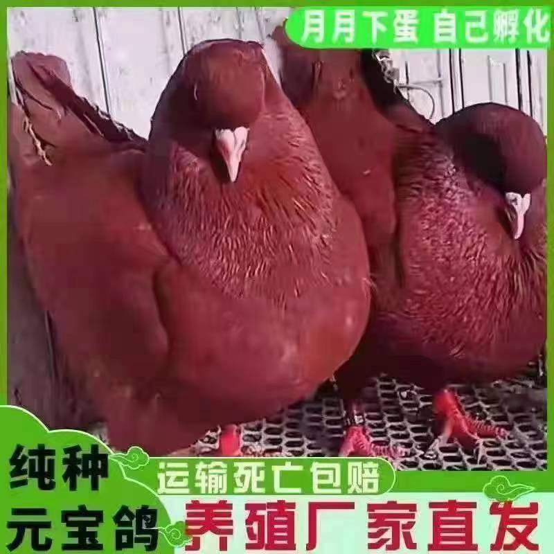 大体型的元宝鸽，尾翘，和鸡一样大的鸽子品种