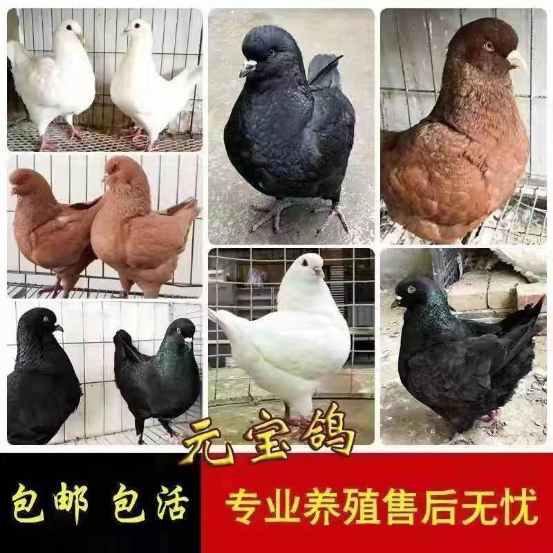 山东元宝鸽养殖，雪花元宝鸽，红色二斤的元宝鸽