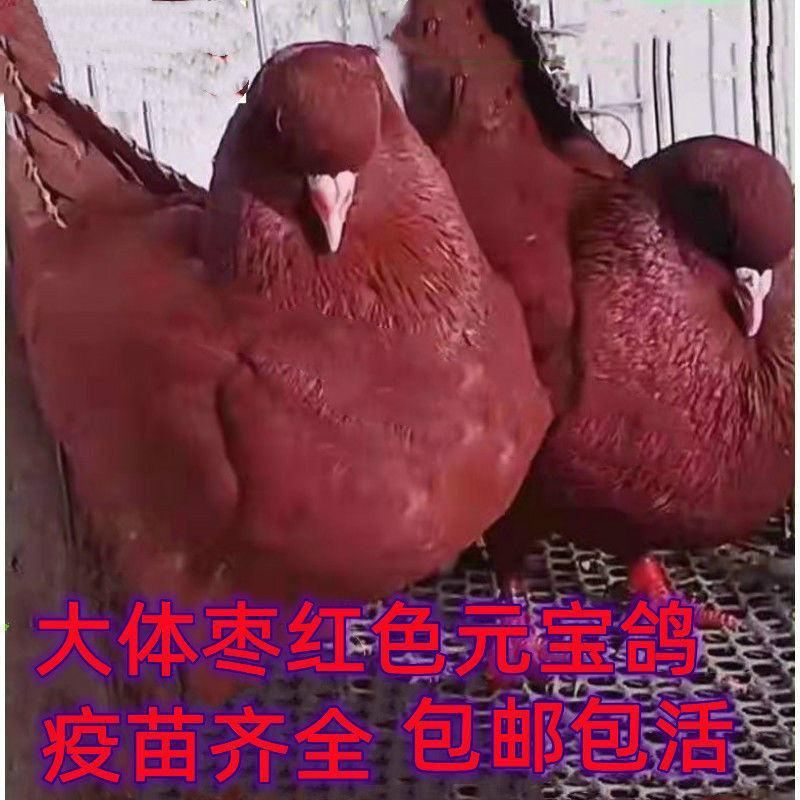 山东元宝鸽养殖，雪花元宝鸽，红色二斤的元宝鸽