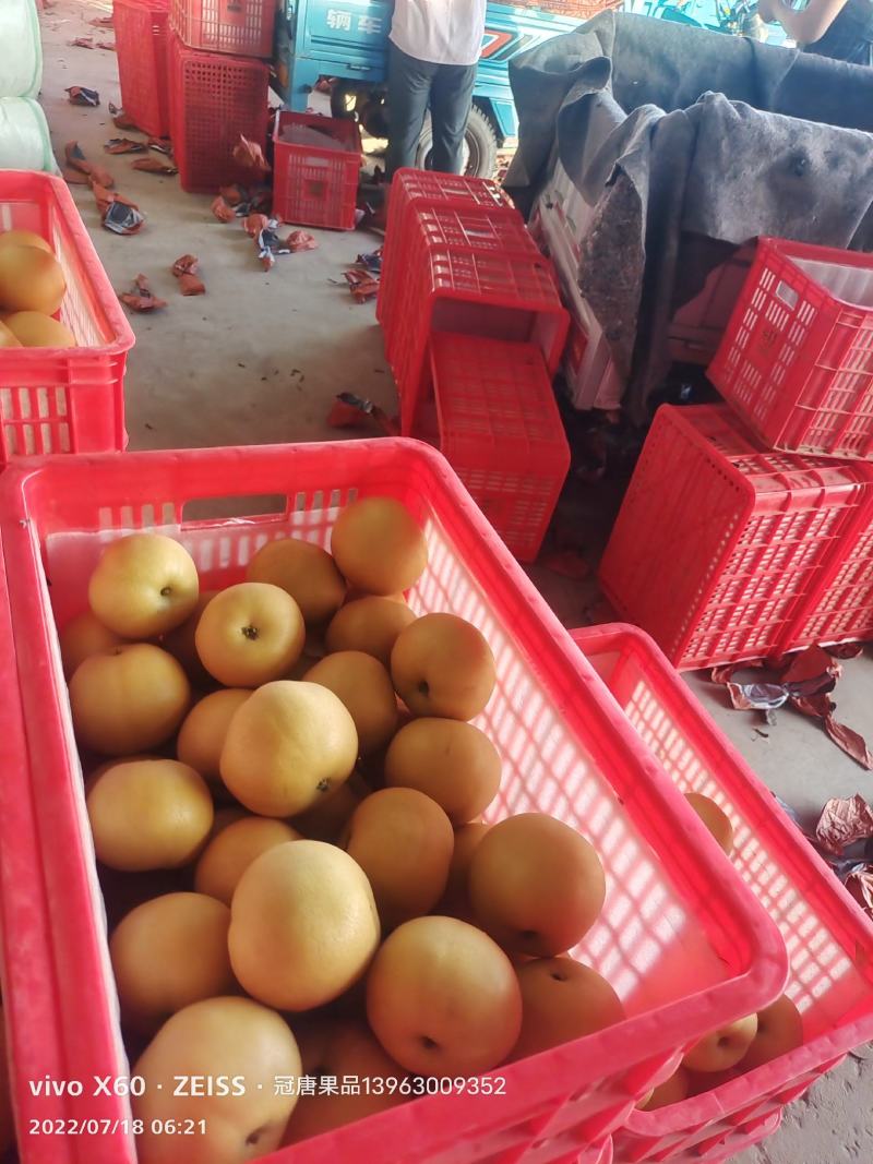 丰水梨（山东鲁西冠县万亩梨园、品种多品质好）