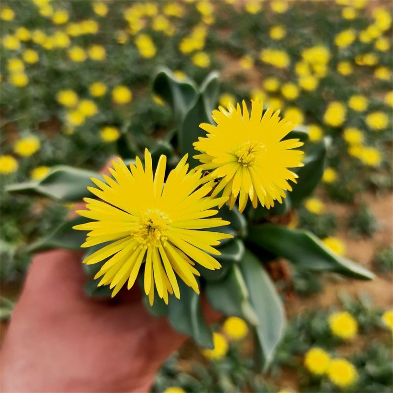 银边四海波多头群生番杏科多肉植物黄花阳台花卉绿植美观趣味