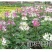 醉蝶花种子四季易种活阳台绿植盆栽庭院花卉种子花种子醉蝶花