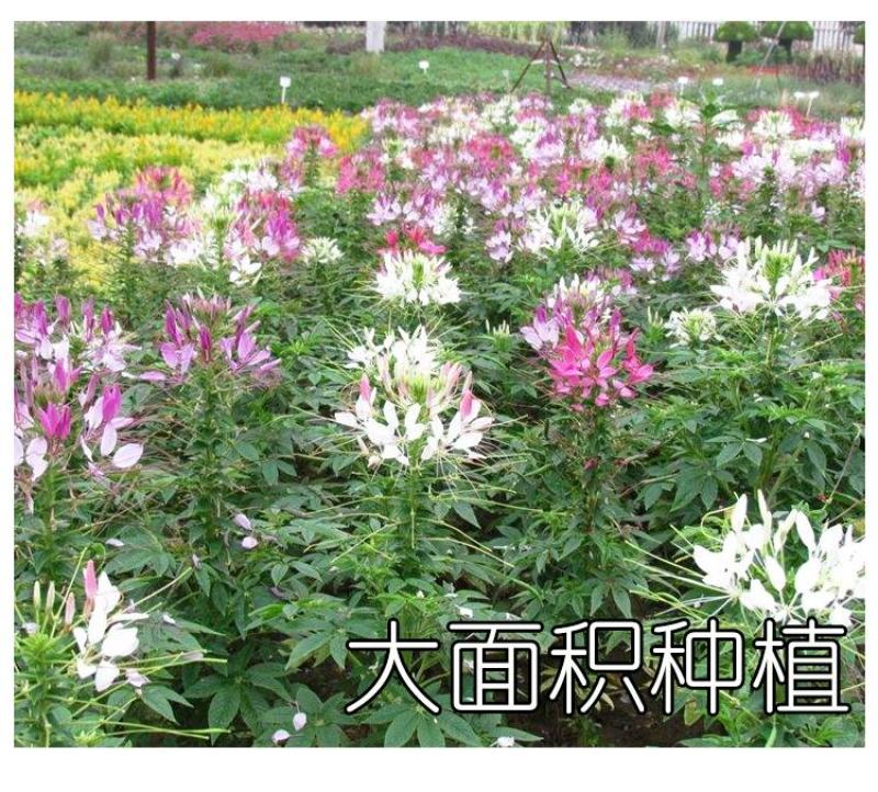 醉蝶花种子四季易种活阳台绿植盆栽庭院花卉种子花种子醉蝶花