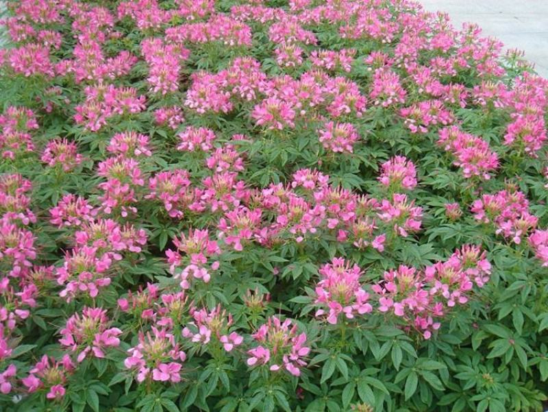 醉蝶花种子四季易种活阳台绿植盆栽庭院花卉种子花种子醉蝶花