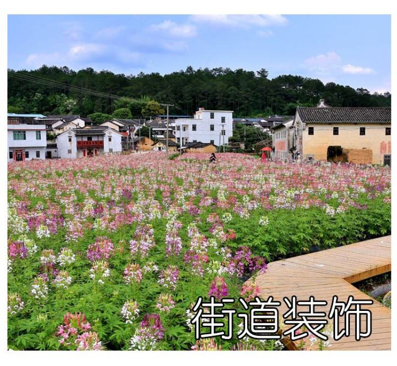 醉蝶花种子四季易种活阳台绿植盆栽庭院花卉种子花种子醉蝶花