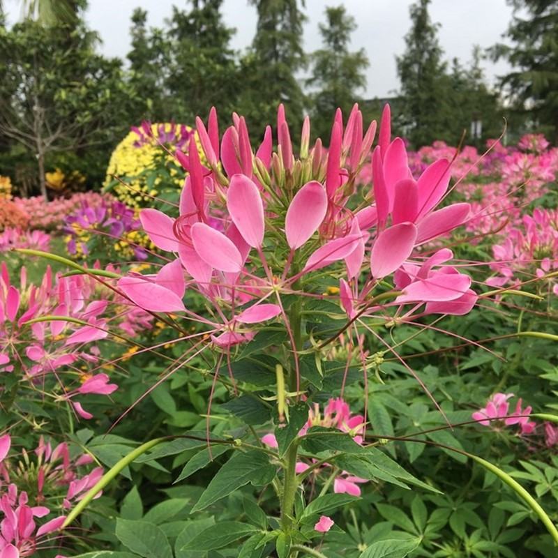 醉蝶花种子四季易种活阳台绿植盆栽庭院花卉种子花种子醉蝶花