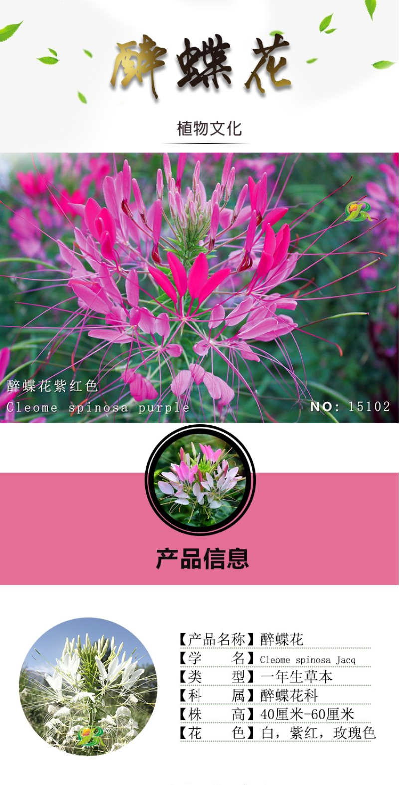 醉蝶花种子四季易种活阳台绿植盆栽庭院花卉种子花种子醉蝶花