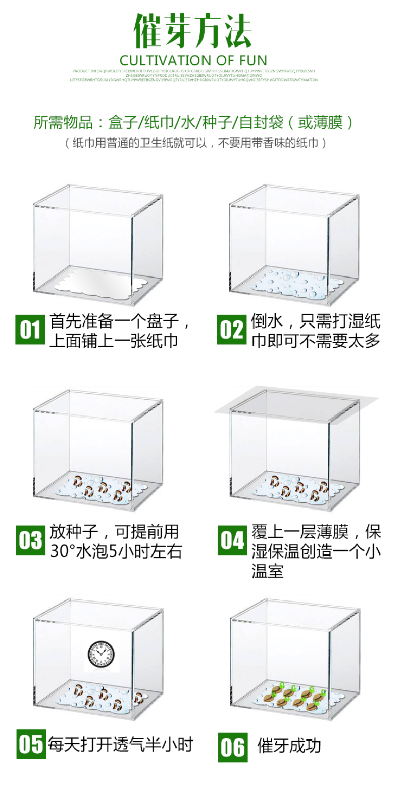 醉蝶花种子四季易种活阳台绿植盆栽庭院花卉种子花种子醉蝶花