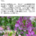 醉蝶花种子四季易种活阳台绿植盆栽庭院花卉种子花种子醉蝶花