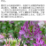 醉蝶花种子四季易种活阳台绿植盆栽庭院花卉种子花种子醉蝶花