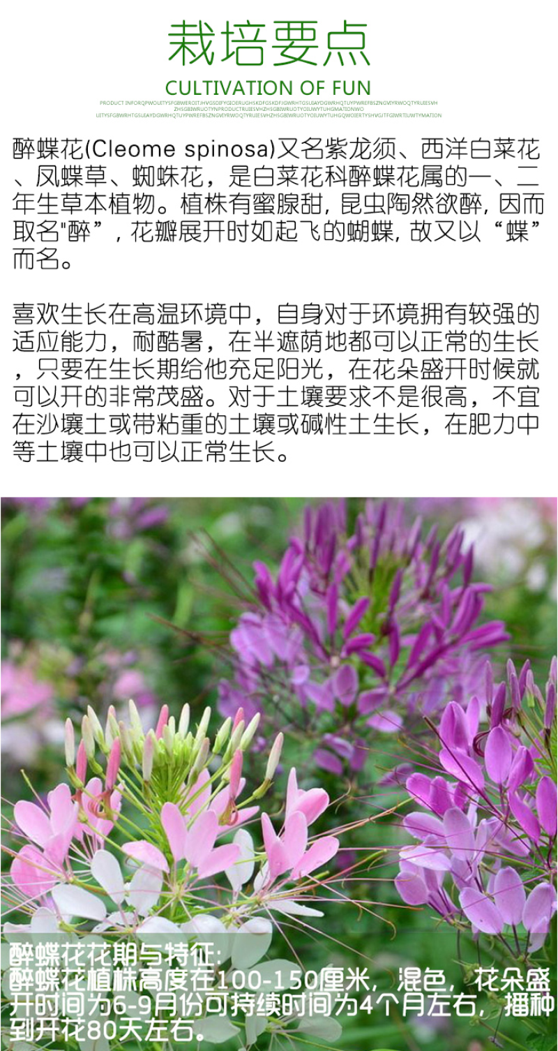 醉蝶花种子四季易种活阳台绿植盆栽庭院花卉种子花种子醉蝶花