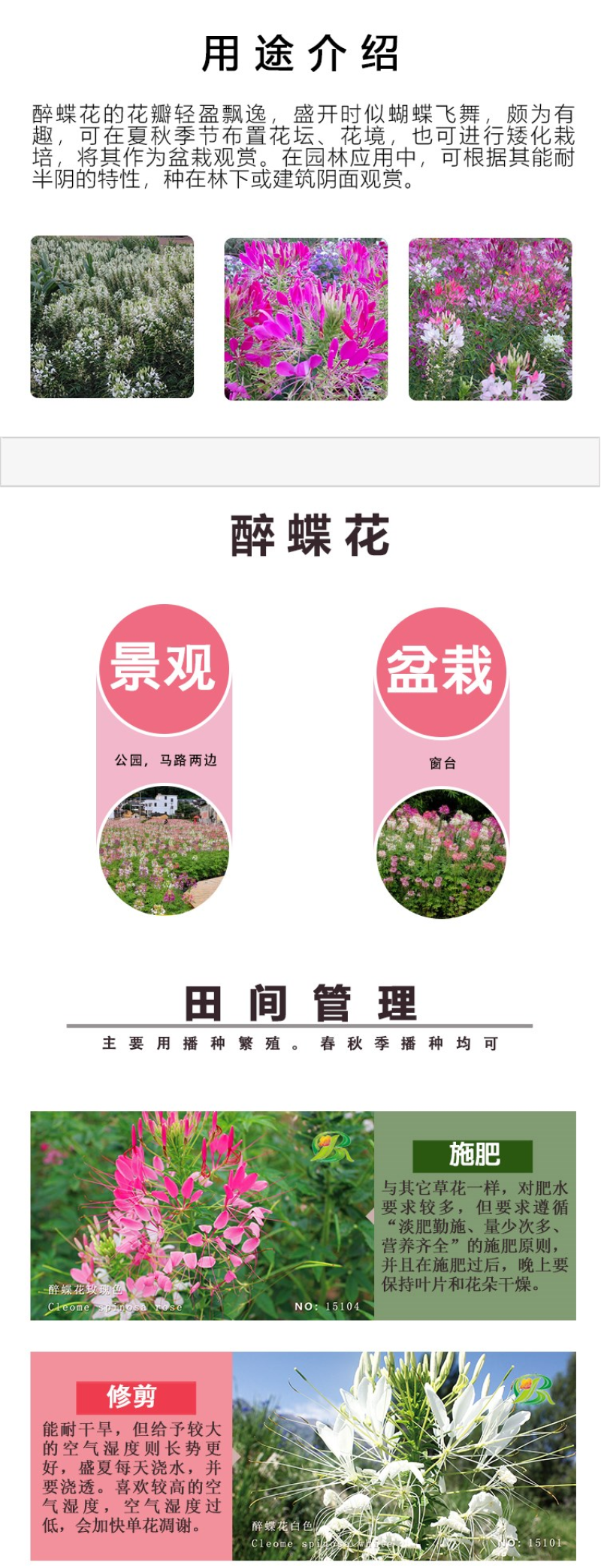醉蝶花种子四季易种活阳台绿植盆栽庭院花卉种子花种子醉蝶花