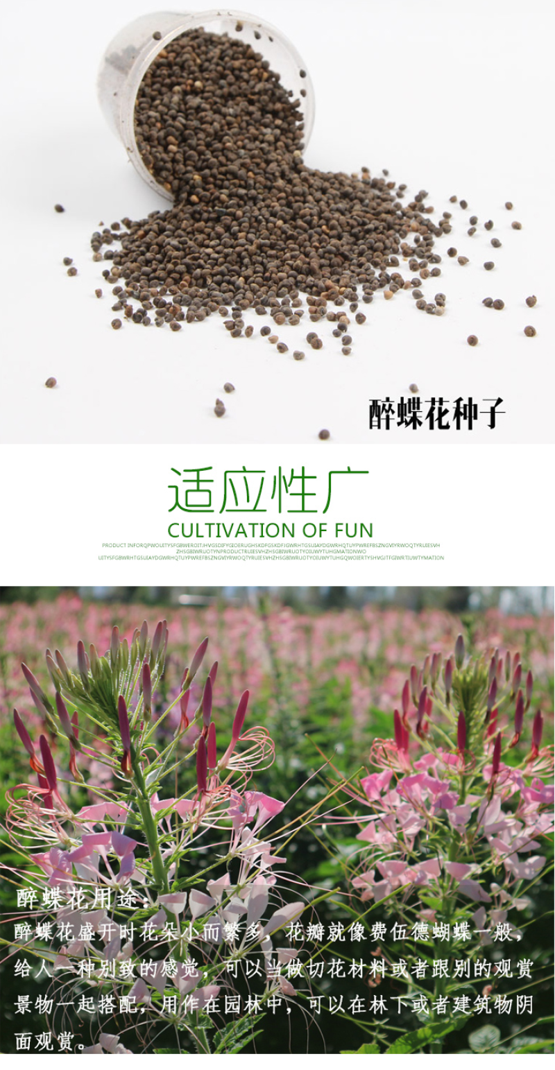 醉蝶花种子四季易种活阳台绿植盆栽庭院花卉种子花种子醉蝶花