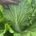 山地白菜无虫眼无烧心质量杠杠的。
