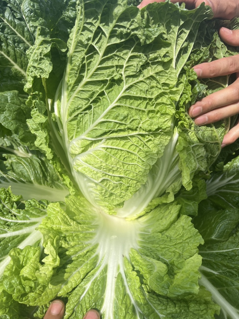 山地白菜无虫眼无烧心质量杠杠的。