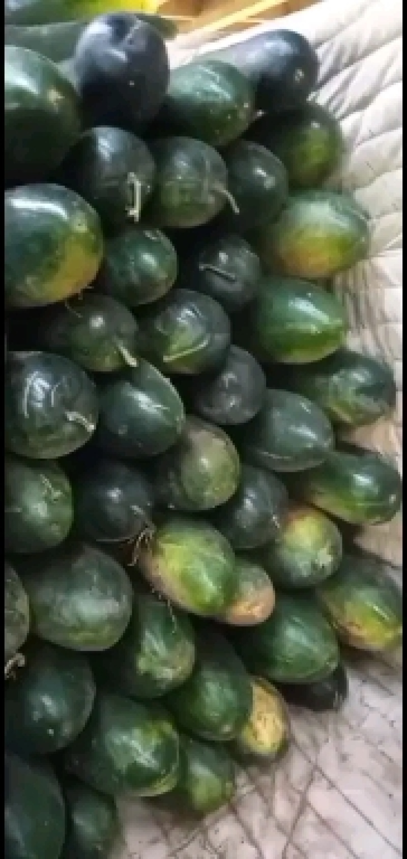 隆尧精品黑皮冬瓜大量上市，可装半挂，代发全国