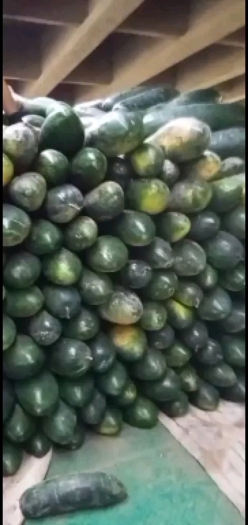 隆尧精品黑皮冬瓜大量上市，可装半挂，代发全国