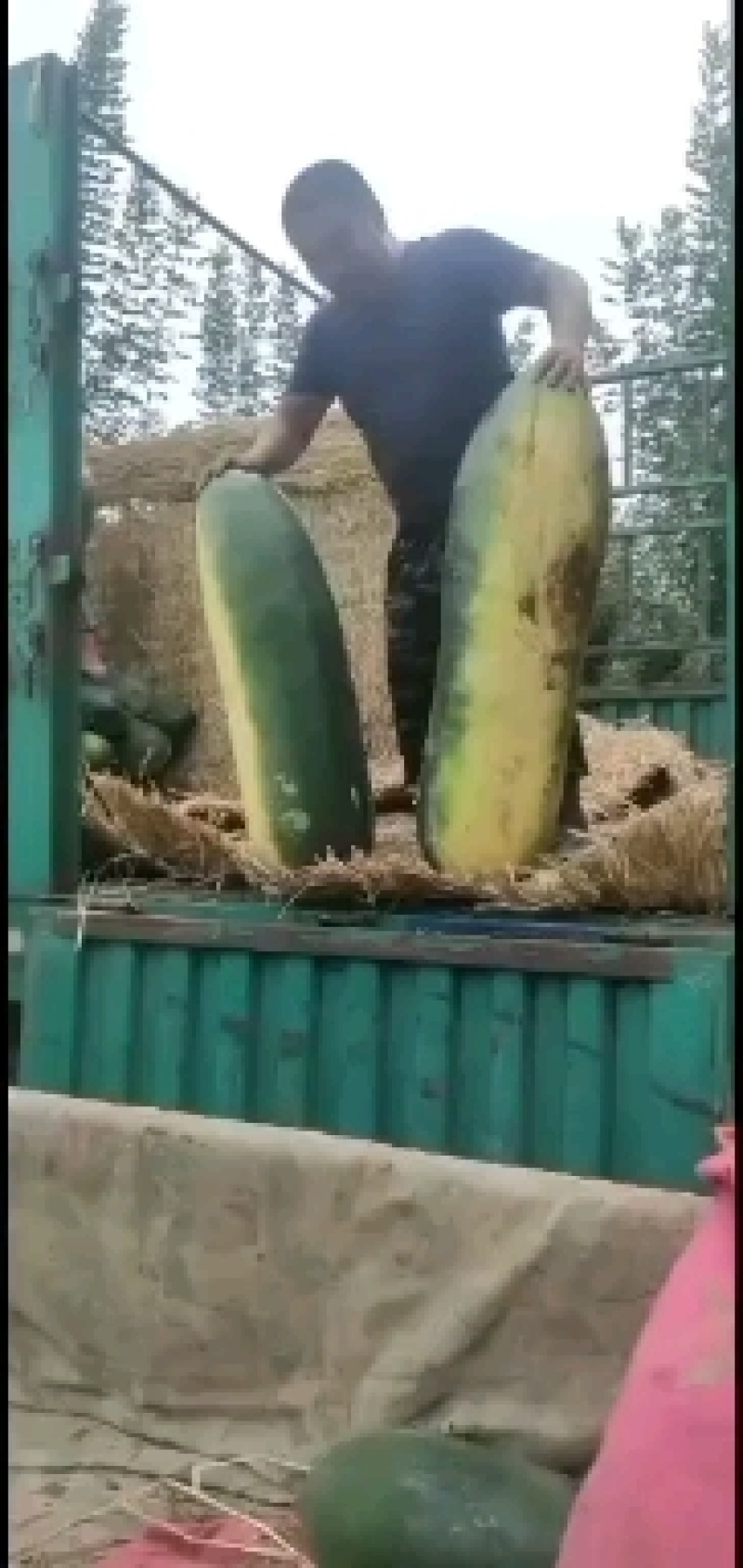 隆尧精品黑皮冬瓜大量上市，可装半挂，代发全国
