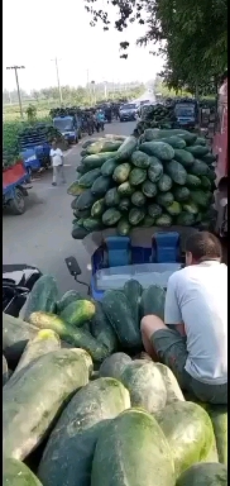 隆尧精品黑皮冬瓜大量上市，可装半挂，代发全国