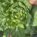 山地白菜无虫眼无烧心质量杠杠的。
