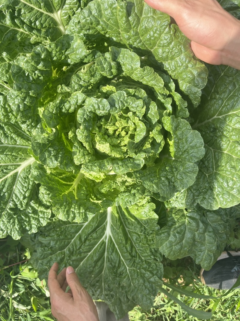 山地白菜无虫眼无烧心质量杠杠的。