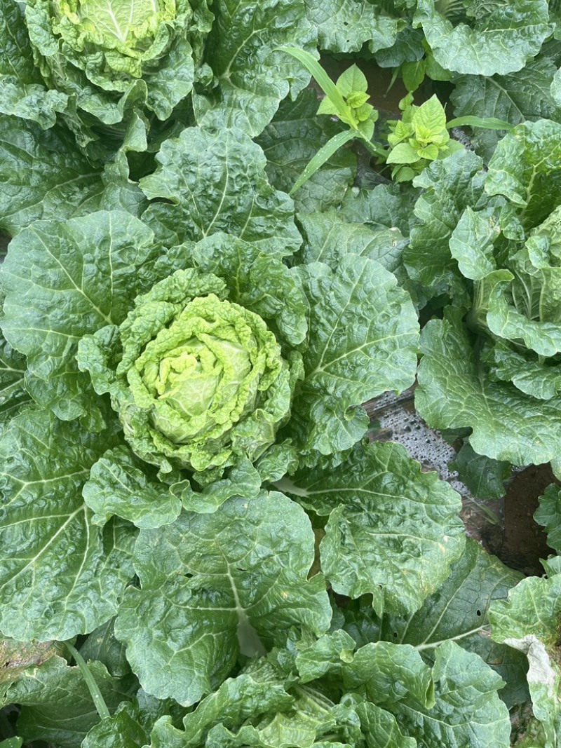 山地白菜无虫眼无烧心质量杠杠的。
