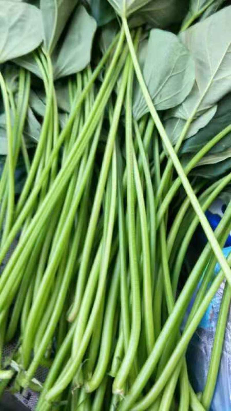 新鲜红薯叶地瓜梗长寿菜小孩辅食山芋梗香薯叶农家种植新鲜蔬
